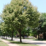 Myra Ridge Urbana IL Homes