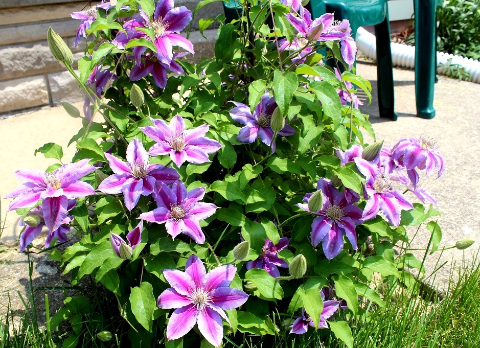 Flowers at Lake of the Woods in Mahomet make all summera a treat there.